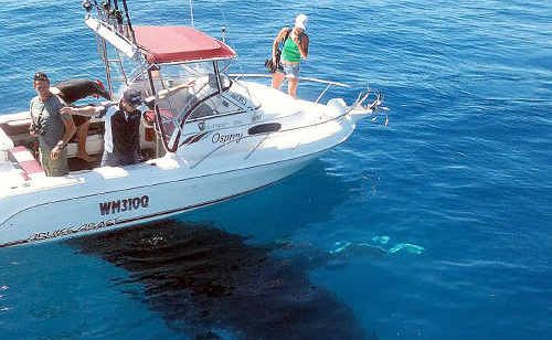 Tourism Fraser Coast chief Damien Massingham greets a humpback. Tourism Fraser Coast chief Damien Massingham greets a humpback.